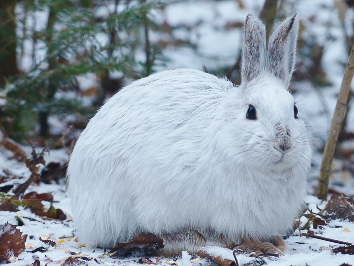 Lapin