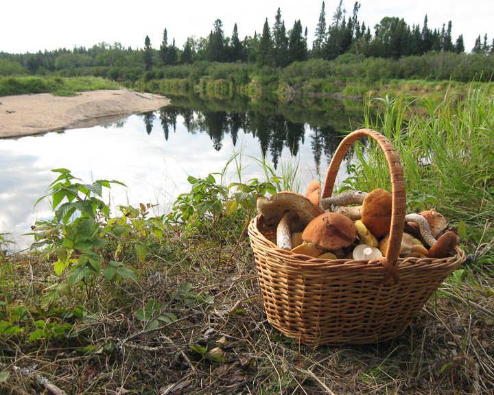 Champignon autours du lac