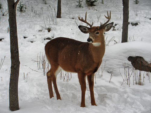 Cerf